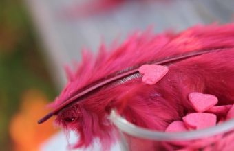 Feather Wallpapers